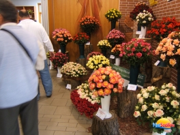 Szőregi Rózsafesztivál