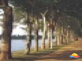 Balatonföldvár Platánfasor