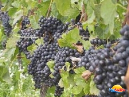 Villány - Siklós borút