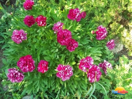 Kellemes hétköznapok