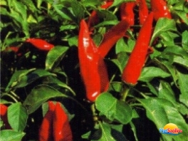 Kalocsai Paprika Fesztivál és Gasztroünnepély