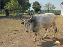 Garabonciás látogatás! 