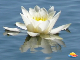 III. Tisza-tavi Madarász és Természetfotós Fesztivál